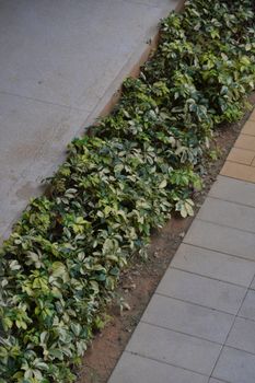 Vertical view of a city sidewalk bordered by lush green plants, offering a serene urban contrast.