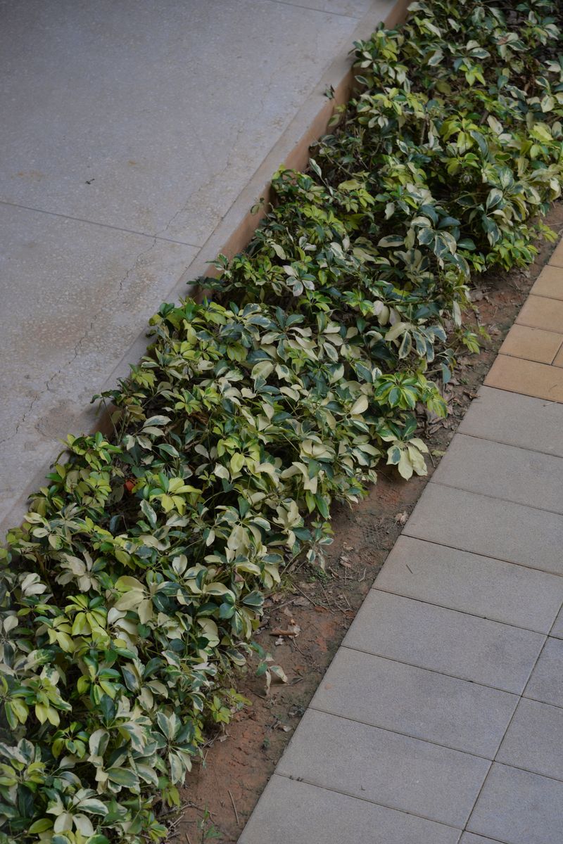 Garden design