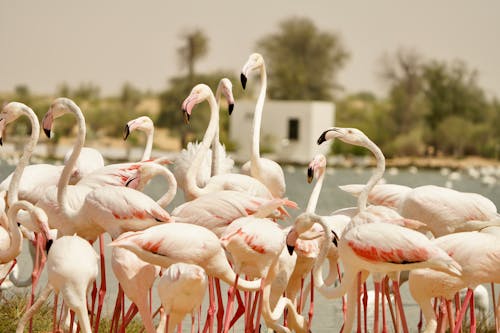 Gratis arkivbilde med flamingoer, flokk, fugler