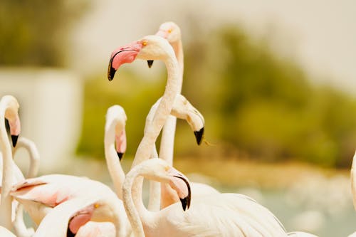 Gratis arkivbilde med flamingoer, flokk, fugler