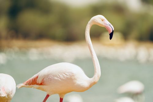 Free Elegant flamingo standing by a serene river with soft background. Stock Photo