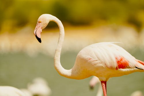 動物攝影, 天性, 粉紅色 的 免费素材图片