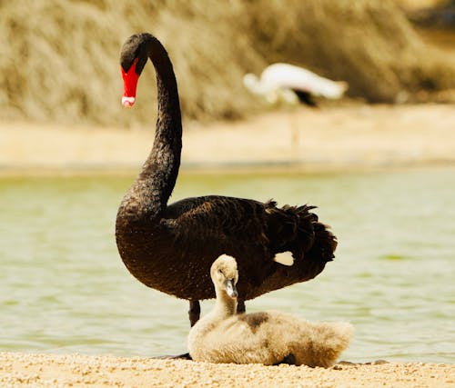 Безкоштовне стокове фото на тему «cygnet, птахи, річка»