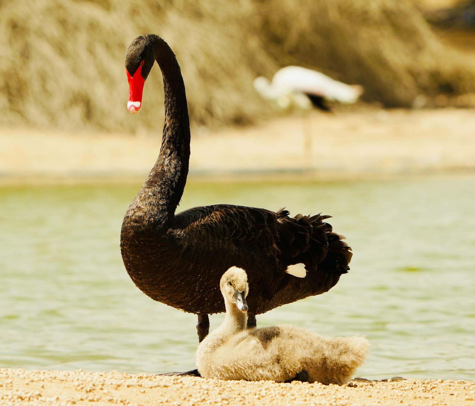 Beautiful black swan and cygnet resting by a serene riverside.