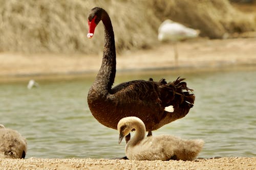 Darmowe zdjęcie z galerii z cygnets, czarny łabędź, fotografia przyrodnicza