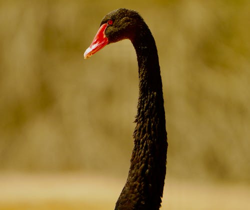 Základová fotografie zdarma na téma černá labuť, červený zobák, fotografie divoké přírody