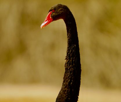 Elegant black swan with a striking red beak against a soft yellow background.