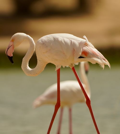 Free Close-up of graceful flamingos with long legs near water, capturing nature's beauty. Stock Photo