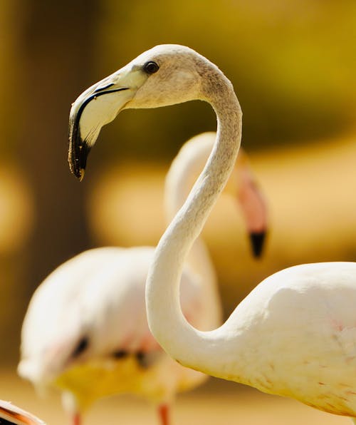 Foto stok gratis burung, flamingo, fokus selektif