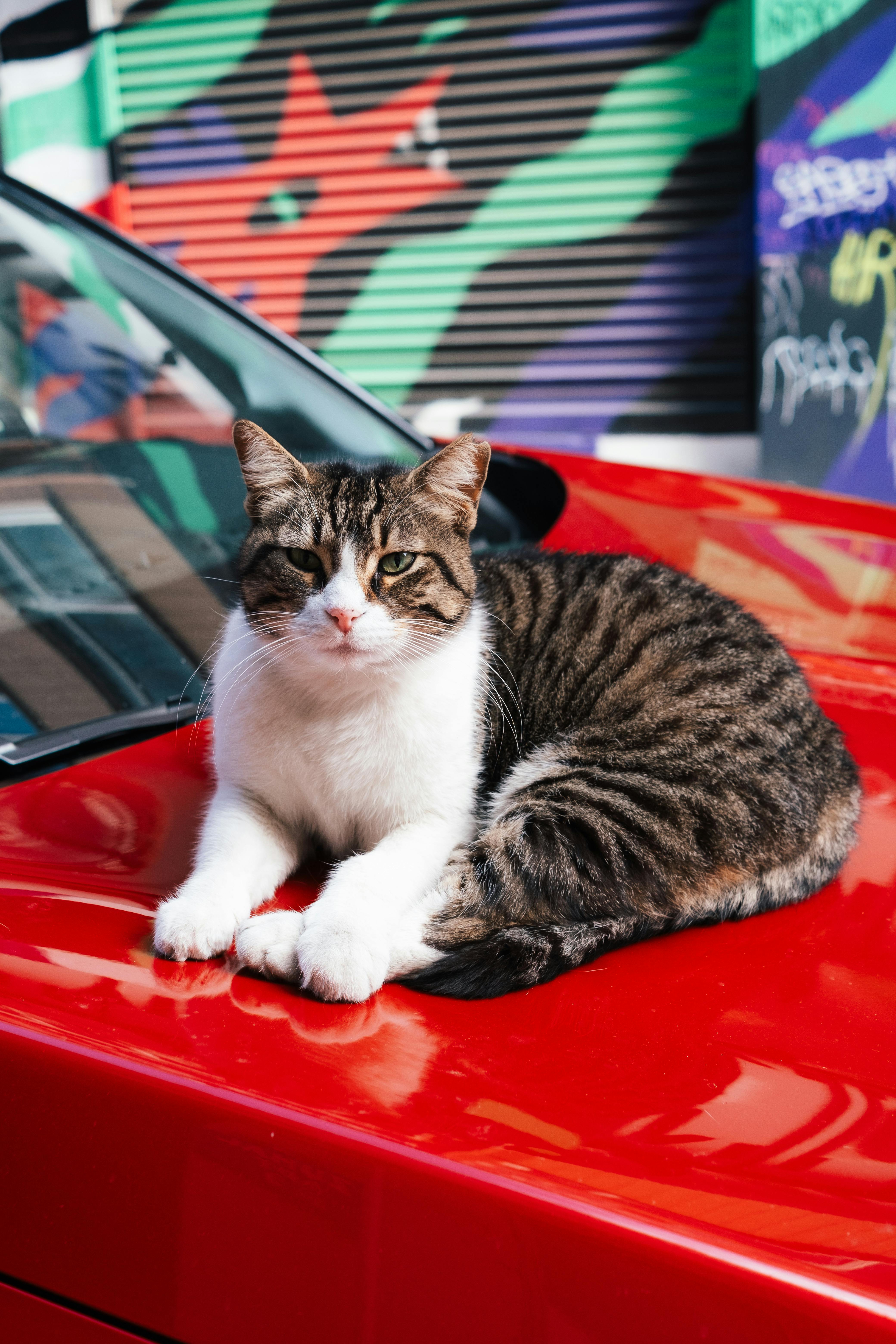 Free A cat sitting on top of a red car Stock Photo