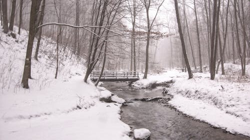 Foto stok gratis dingin, hutan, jembatan