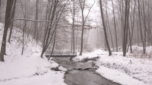 Foto d'estoc gratuïta de corrent, hivern, natura