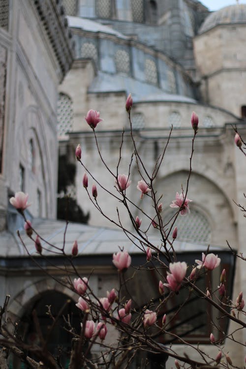 A pink flower blooms in front of a building