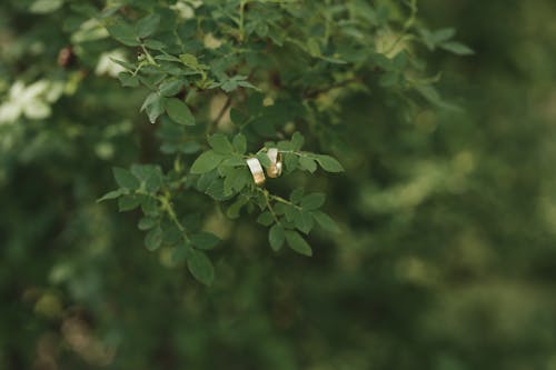 Gratis stockfoto met detailopname, huwelijksfotografie, natuur