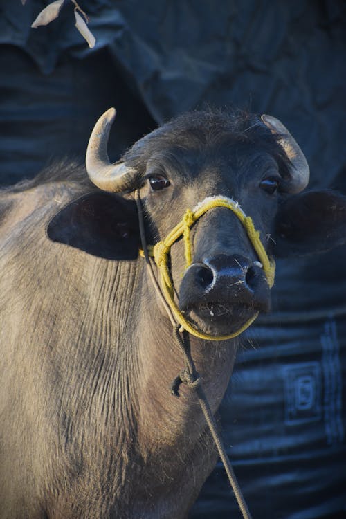 A bull with a yellow nose and a rope around its neck