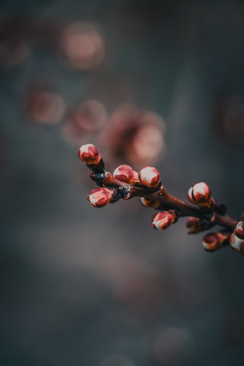 겨울, 꽃, 성장의 무료 스톡 사진