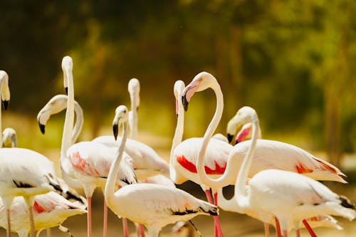 Foto stok gratis alam, burung, burung merah muda