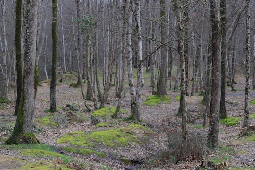 Fotobanka s bezplatnými fotkami na tému borovica, flóra, les