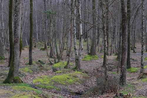 Free Peaceful forest scene in fall with mossy ground and bare trees. Stock Photo