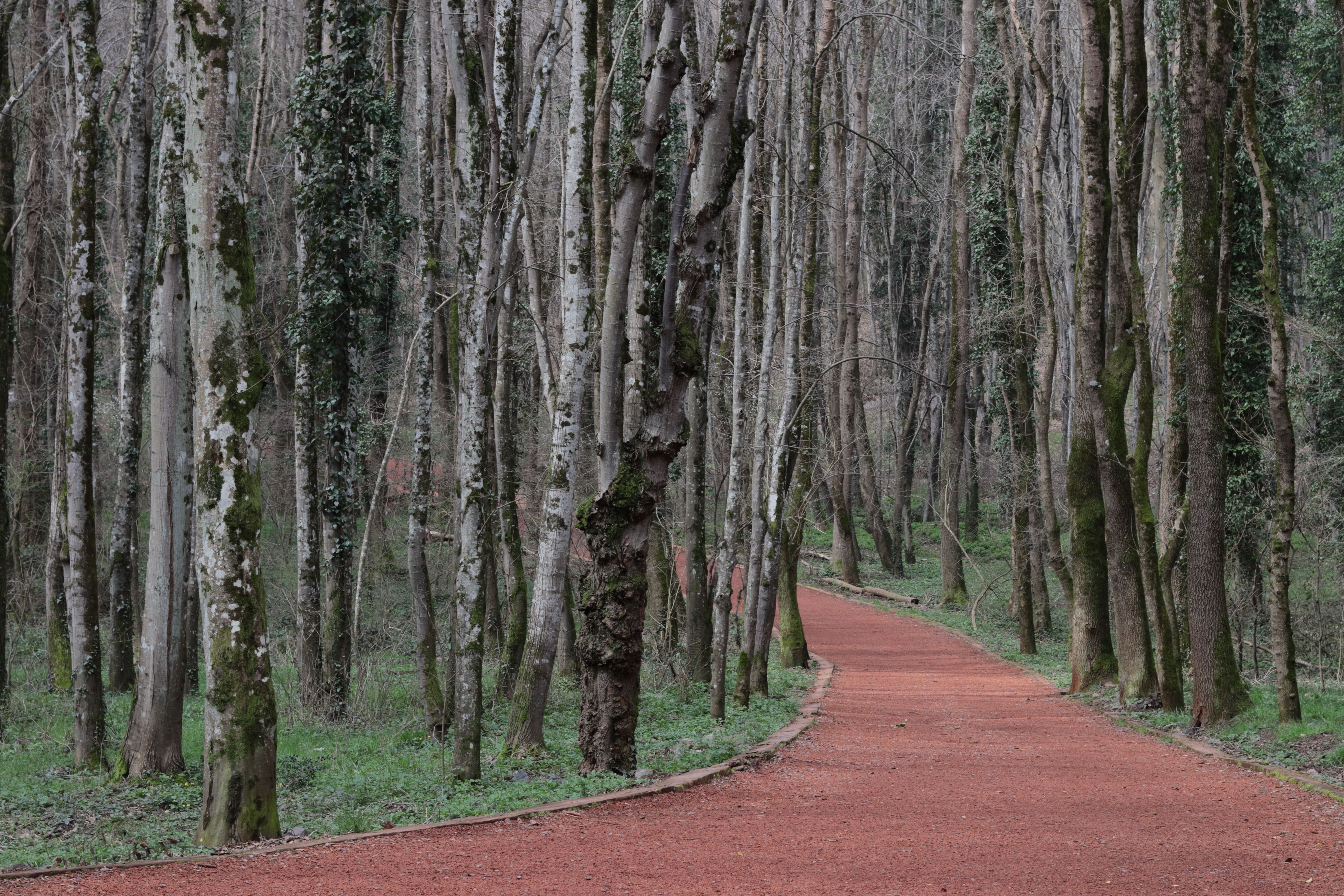 Ovcha Kupel forest walk