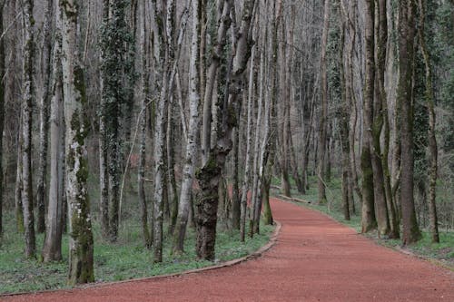 A red path in the woods