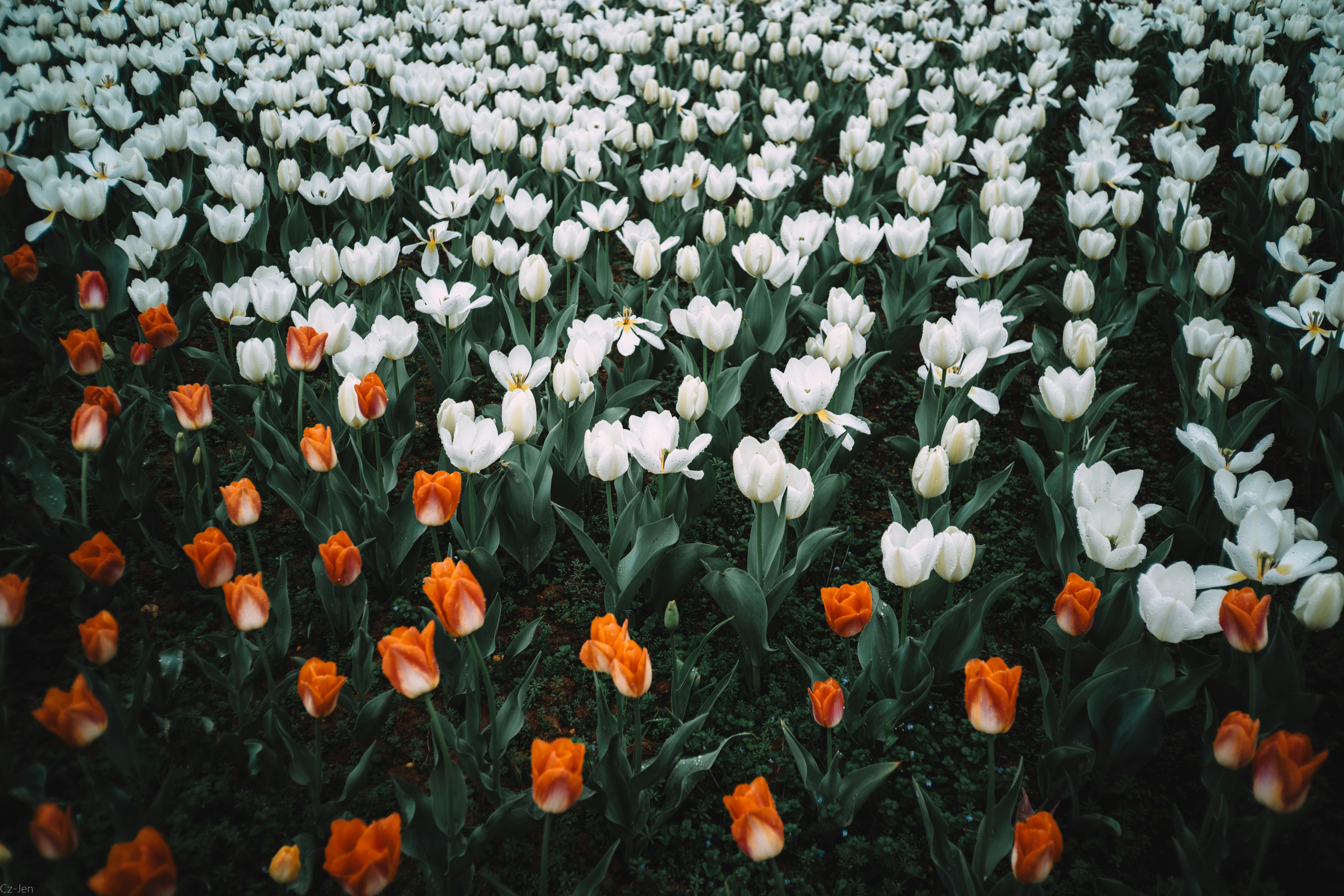 A colorful field of orange and white tulips blooming in an outdoor garden.