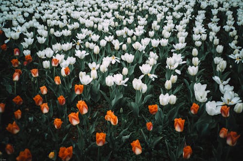 A field of white and orange tulips