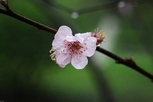 A small pink flower on a branch with rain drops