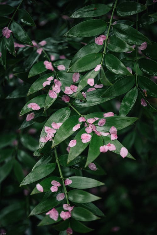 A green plant with pink flowers on it