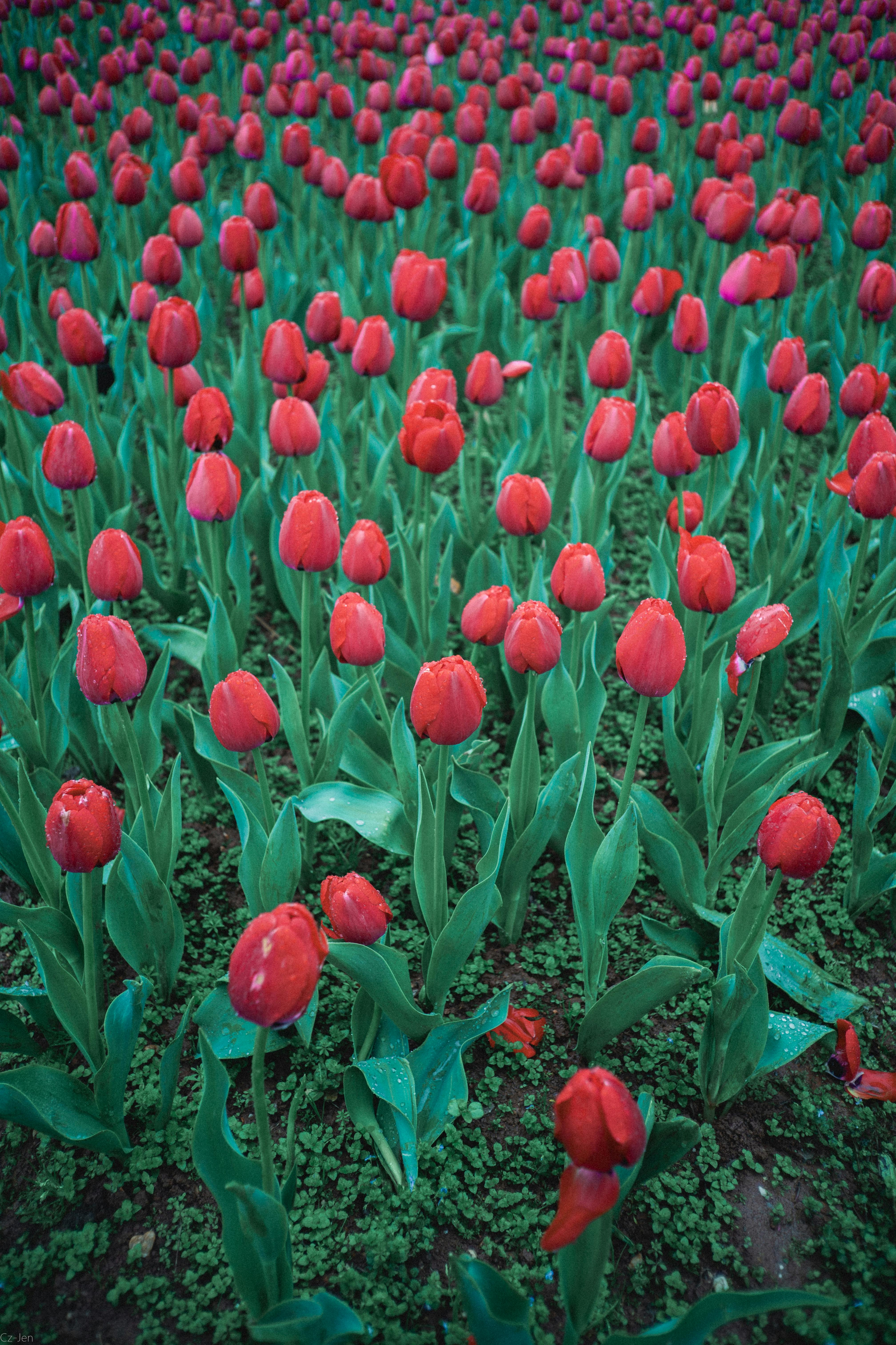 A colorful expanse of red tulips blooming in a garden during summer.