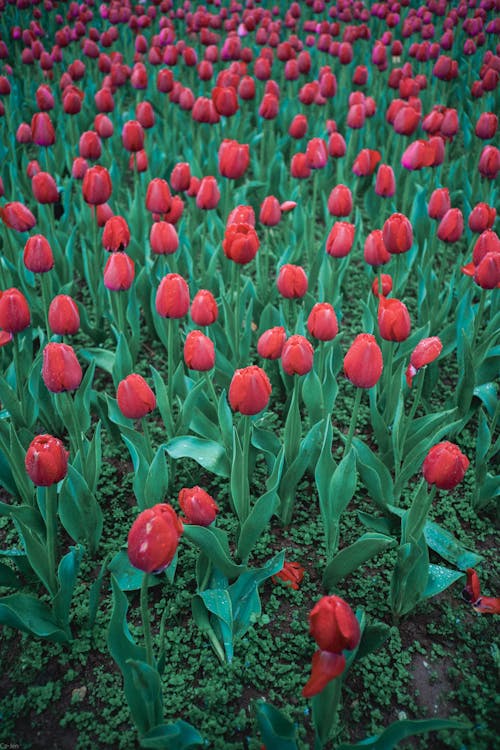 A field of red tulips with green leaves