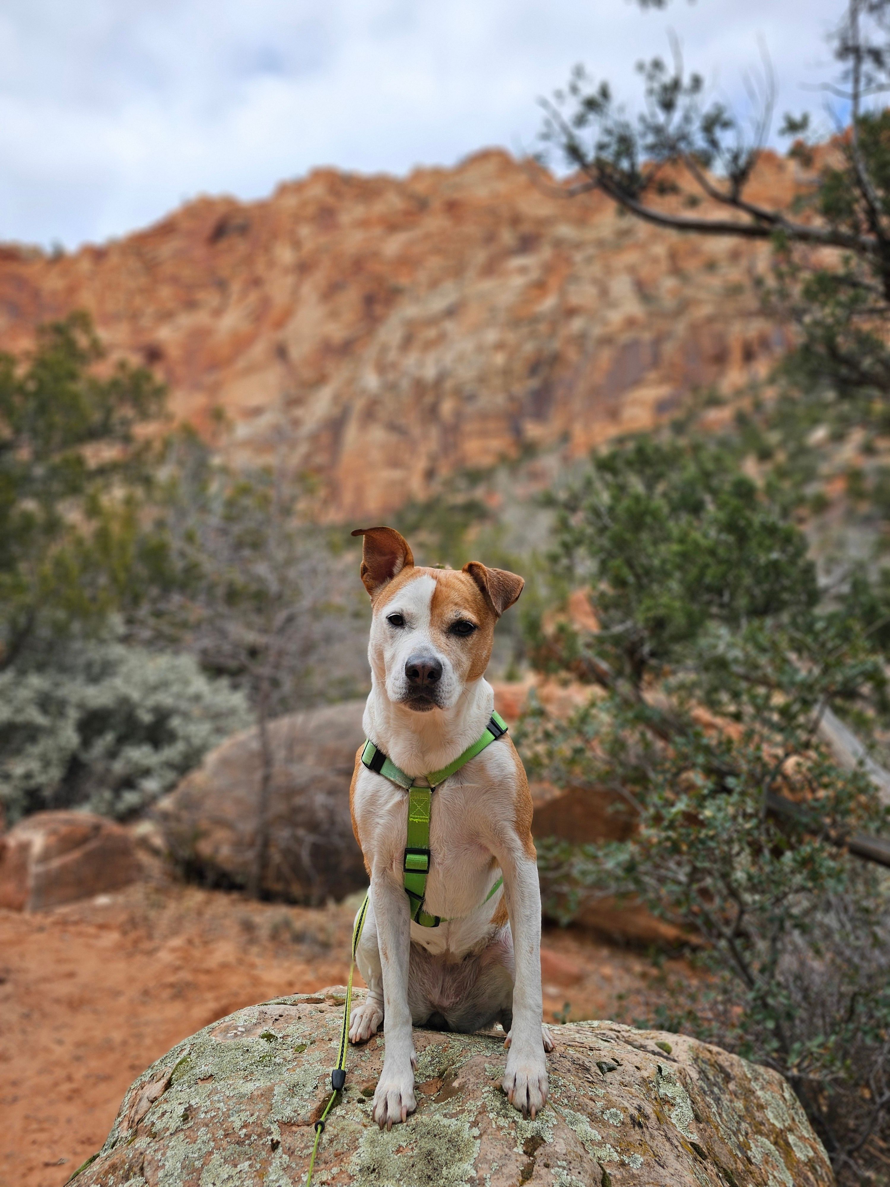 Cute Dog Sitting on a Rock · Free Stock Photo