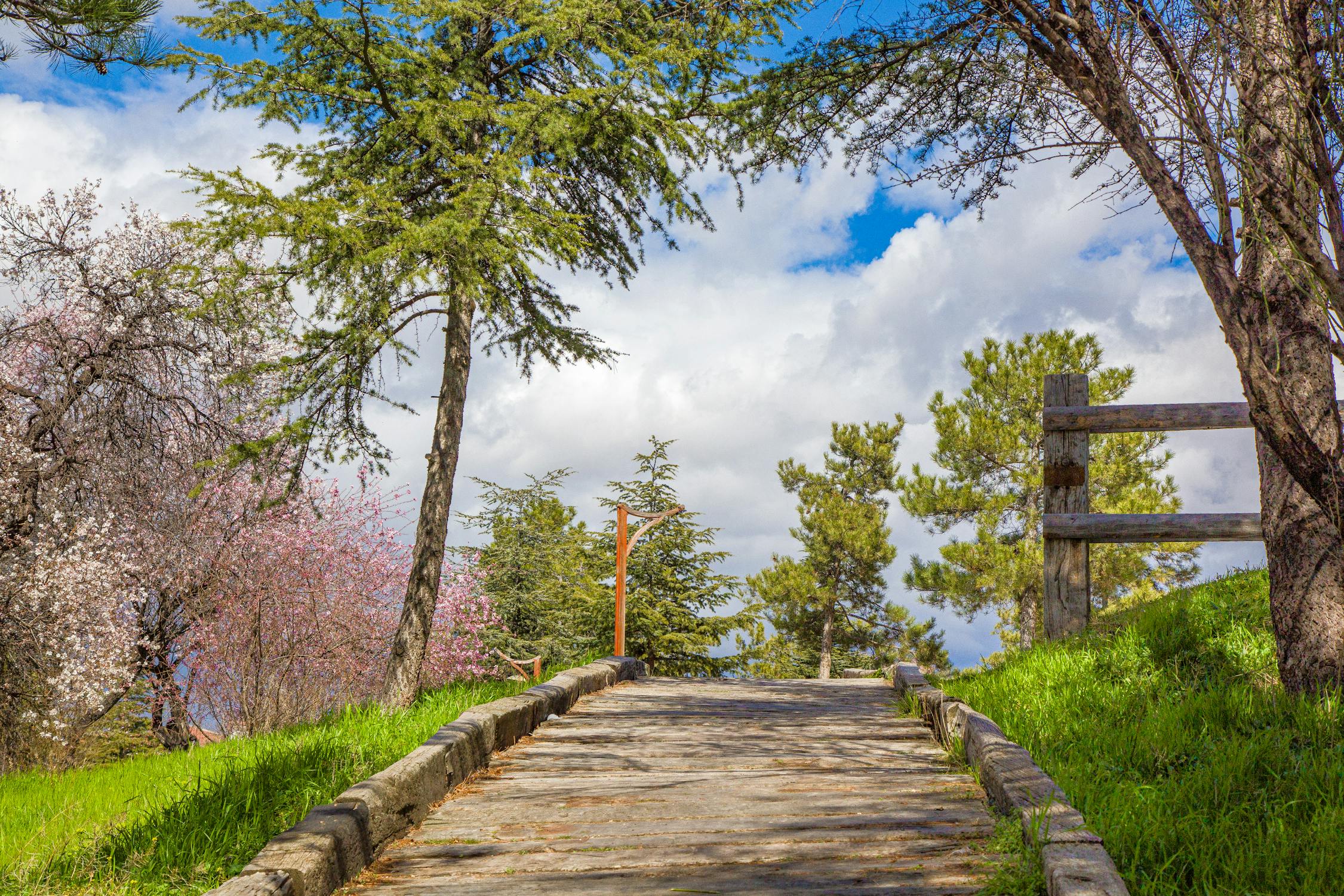 Path Among Trees in a Park · Free Stock Photo