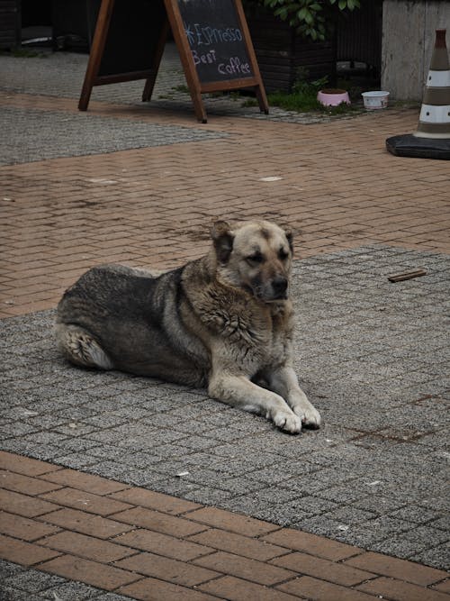 Kostnadsfri bild av djur, gata, hund