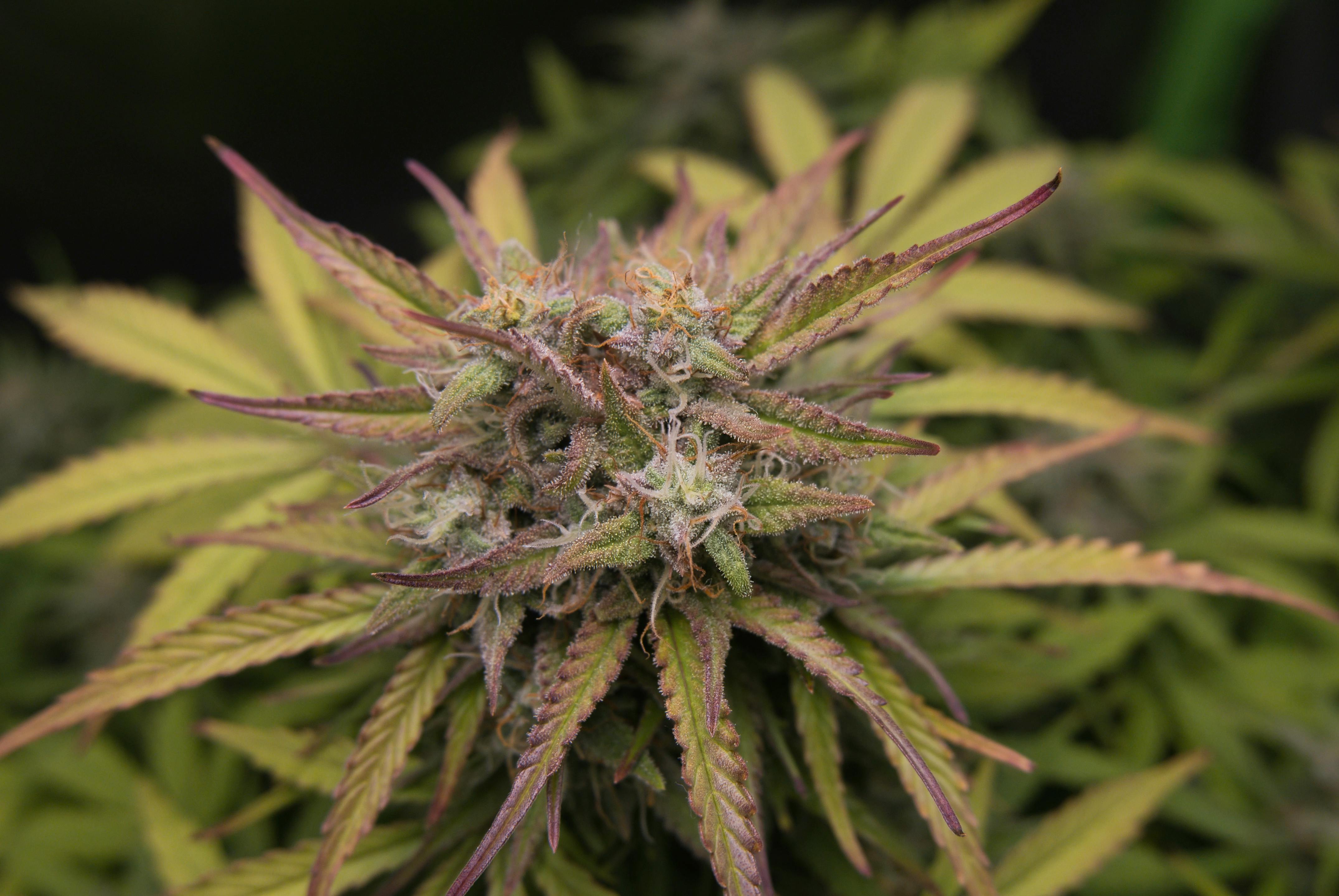 Detailed image of a cannabis plant with vibrant green leaves in a garden.