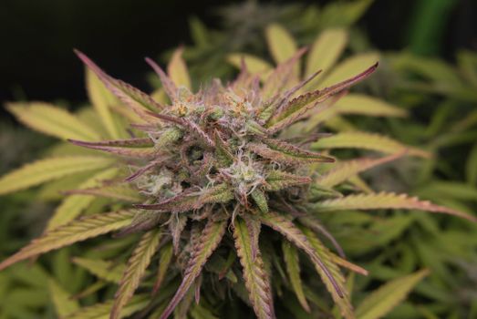 Detailed image of a cannabis plant with vibrant green leaves in a garden.