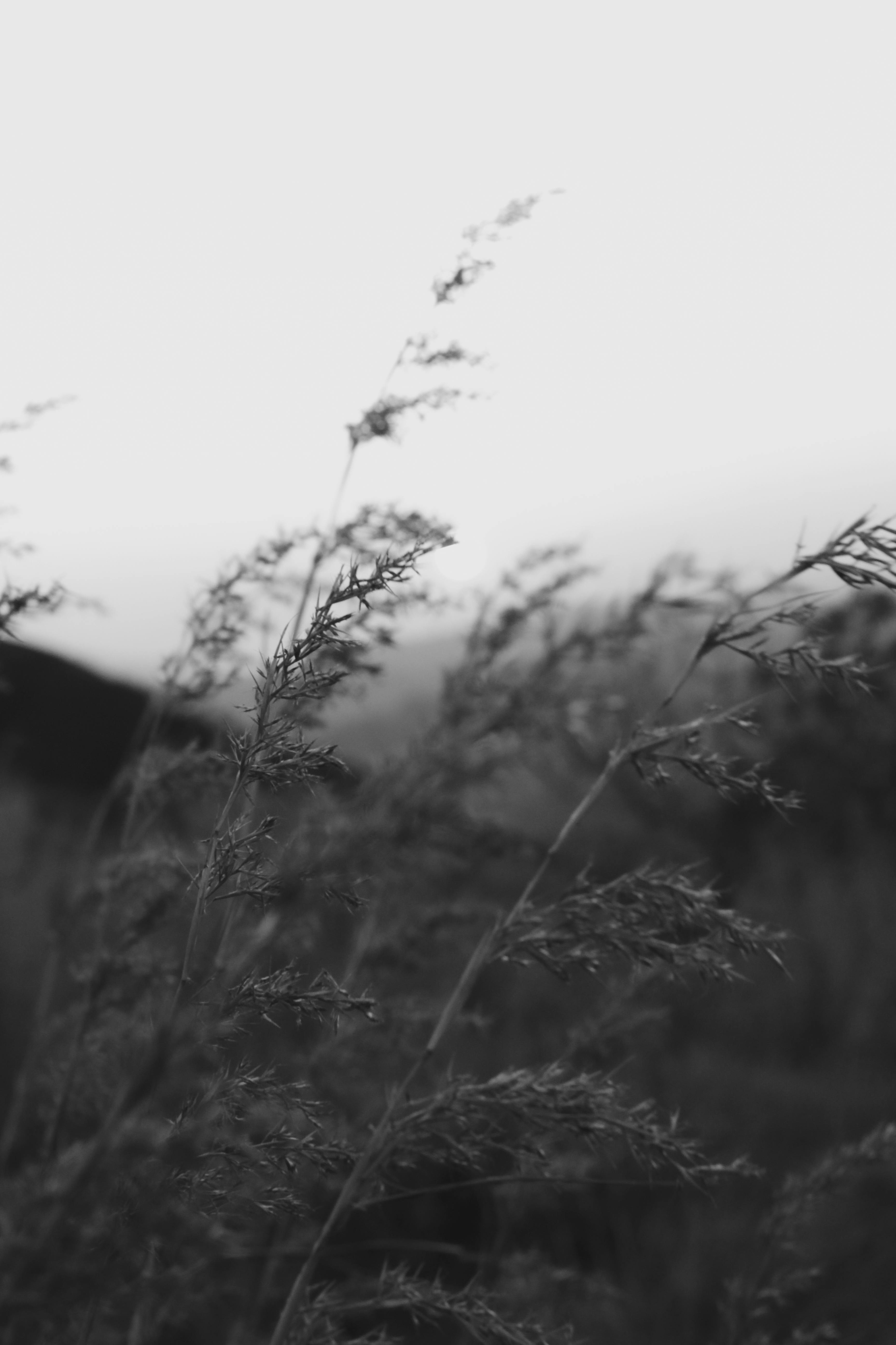 A tranquil black and white image of grass swaying in a field, captured at dusk.