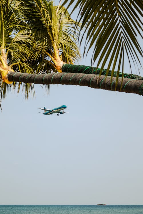 垂直拍攝, 旅行, 棕櫚樹 的 免費圖庫相片
