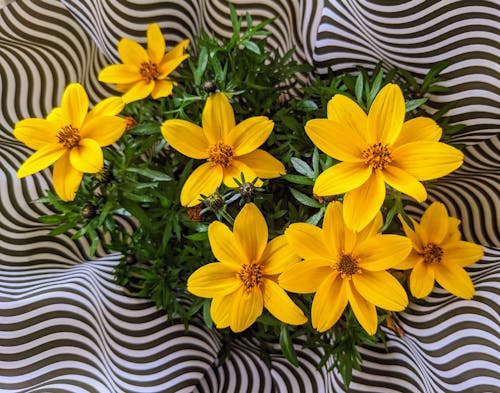 Fotos de stock gratuitas de agujas españolas, amarillo, arreglo