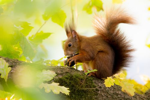 Free Close-up of a red squirrel on a mossy branch amidst vibrant leaves. Stock Photo