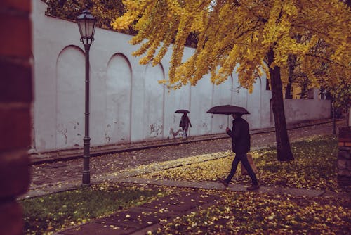 Бесплатное стоковое фото с городской, дерево, желтый