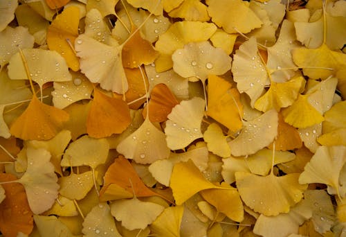 Бесплатное стоковое фото с желтый, клен, листья