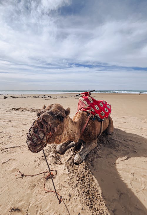 Безкоштовне стокове фото на тему «агадир, березі моря, верблюд»