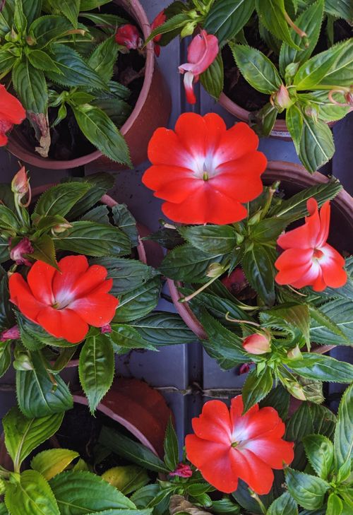 Free Bright New Guinea impatiens flowers in pots, showcasing vibrant red blooms and lush green leaves. Stock Photo