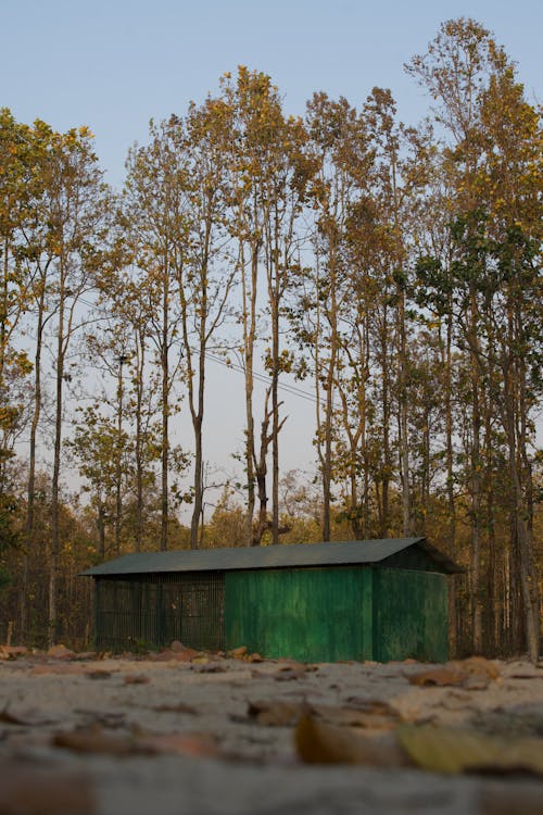 A small green shed sits in the middle of a forest
