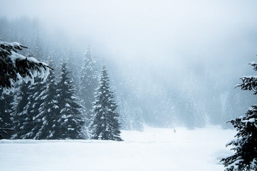 Foto stok gratis alam, badai salju, embun beku