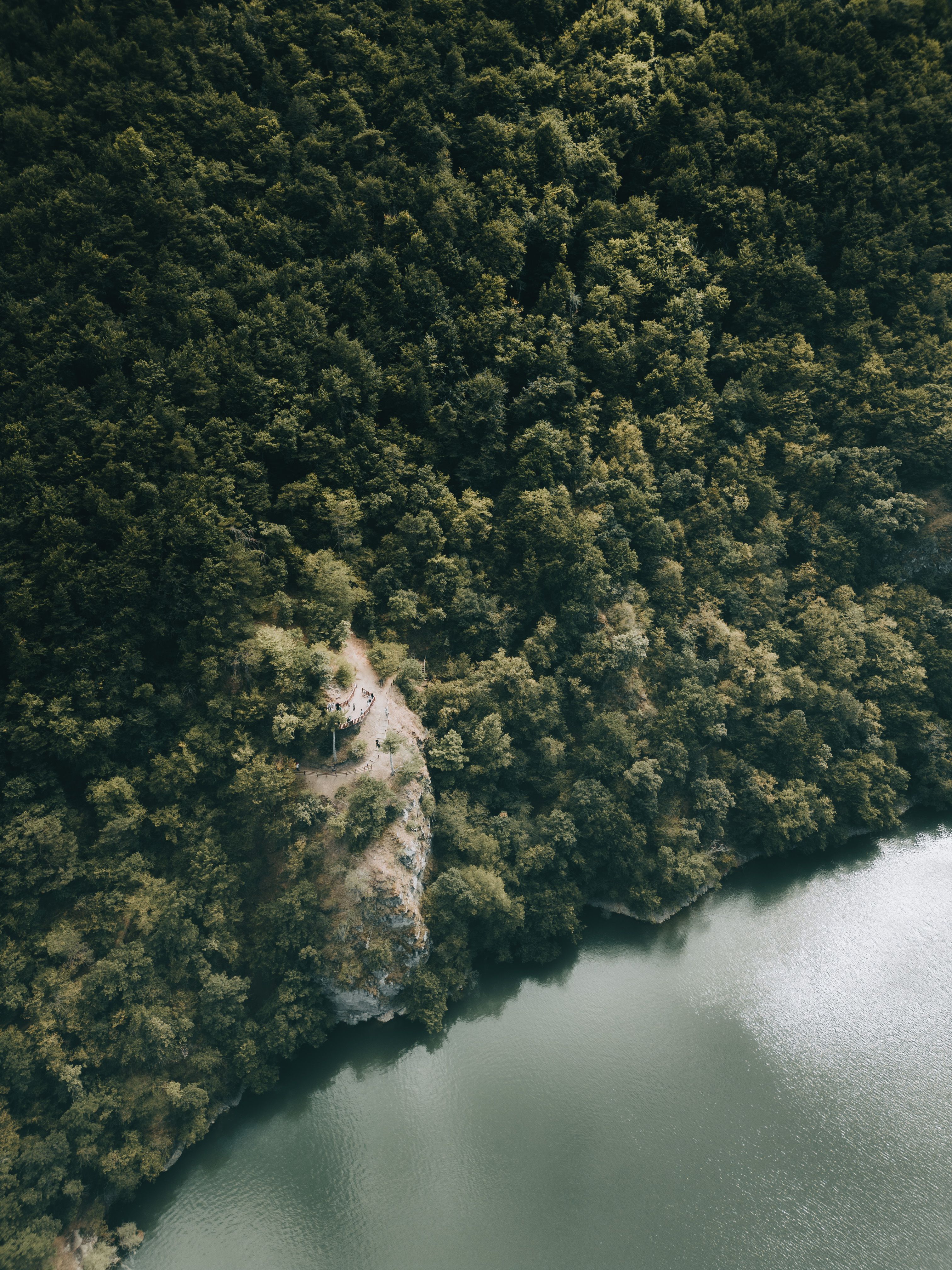 Birds Eye View of a Forest · Free Stock Photo