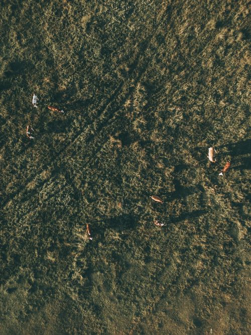 Free Aerial shot of cows grazing in a lush green field in Ladik, Samsun, Türkiye. Stock Photo
