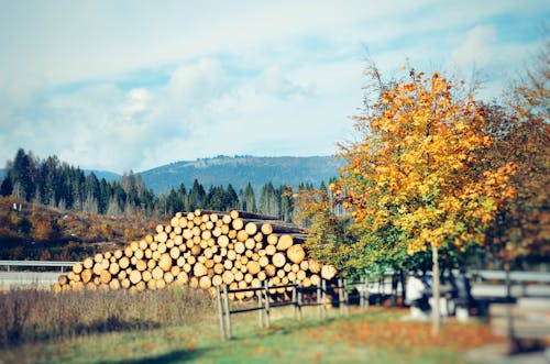 A pile of logs in the fall