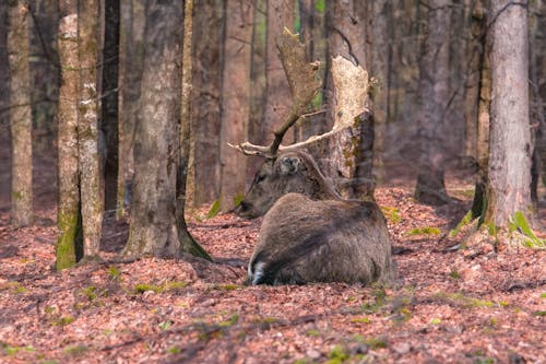 Photos gratuites de animal, automne, bois